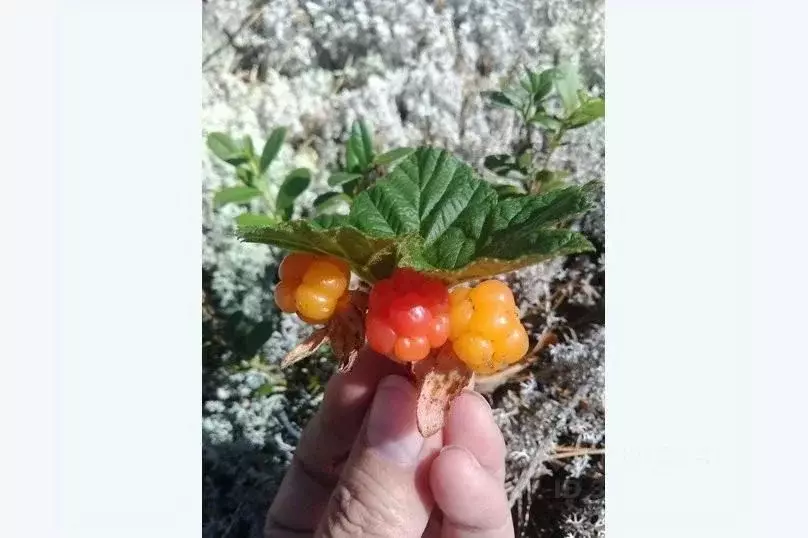 Дом в Вологодская область, Вытегорский район, Анхимовское с/пос, д. ... - Фото 2