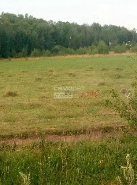 Участок в Липецкая область, Краснинский муниципальный округ, село ... - Фото 2