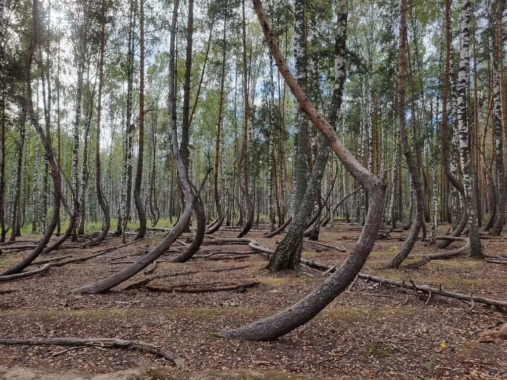 Участок в Рязанская область, Шиловский район, с. Тырново ул. Новые ... - Фото 0