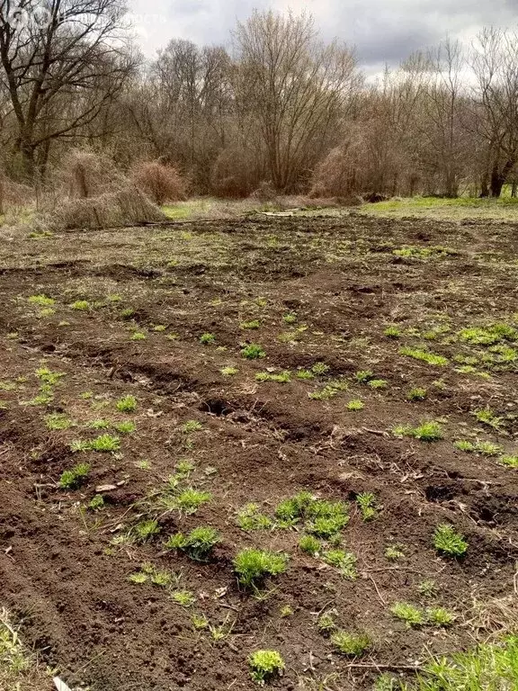 Дом в Россошинское сельское поселение, хутор Шемякинский, Нижняя улица ... - Фото 1