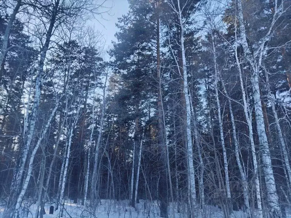 Участок в Новосибирская область, Каргатский район, пос. Первомайский  ... - Фото 2