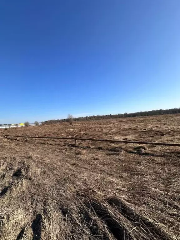 Участок в Ленинградская область, Ломоносовский район, Лопухинское ... - Фото 2