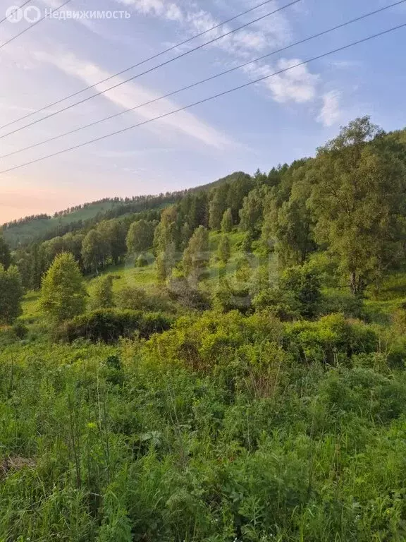 Участок в Чемальский район, село Чемал (207.39 м) - Фото 1
