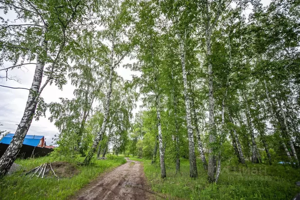 Участок в Новосибирская область, Искитимский район, Морозовский ... - Фото 1