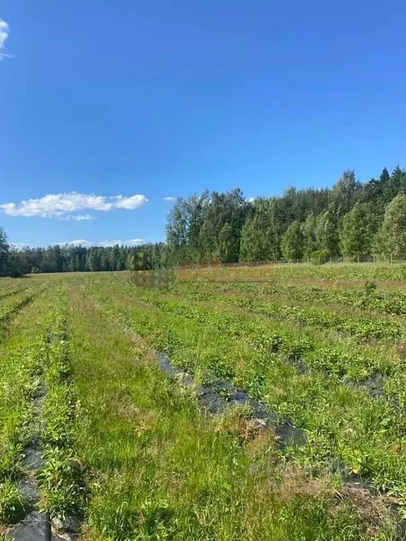Участок в Ростовская область, Азовский район, Обильненское с/пос, пос. ... - Фото 2