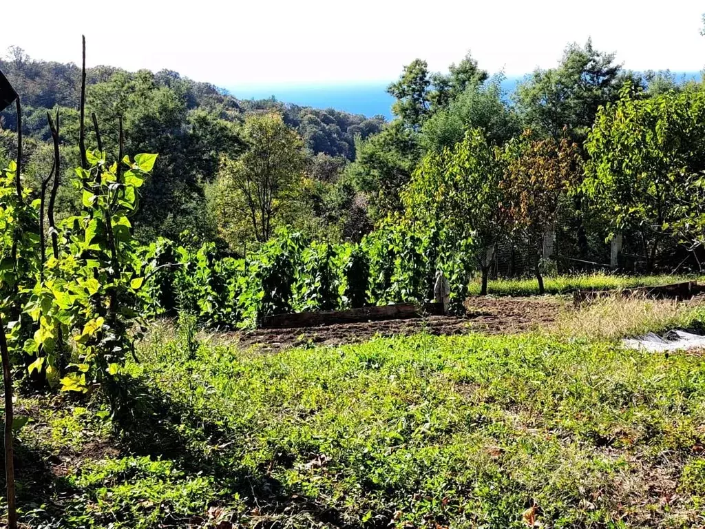 Участок в Краснодарский край, Сочи пос. Лоо, ул. Таллинская (20.0 ... - Фото 2