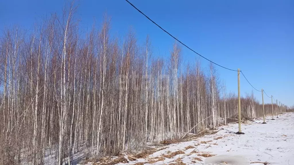 Участок в Тюменская область, Тюмень Большое Царево-1 СНТ,  (9.87 сот.) - Фото 1