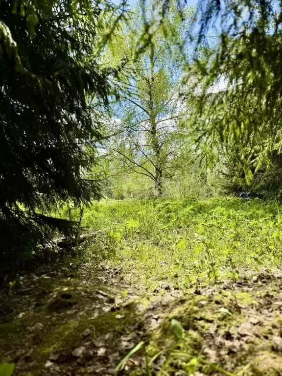 Участок в Московская область, Клин городской округ, Подсолнухи кп ул. ... - Фото 1