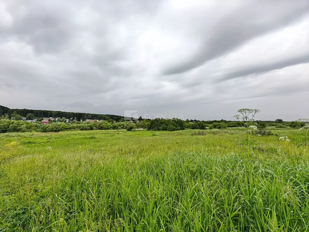 Участок в Новосибирская область, Тогучинский район, Репьевский ... - Фото 1