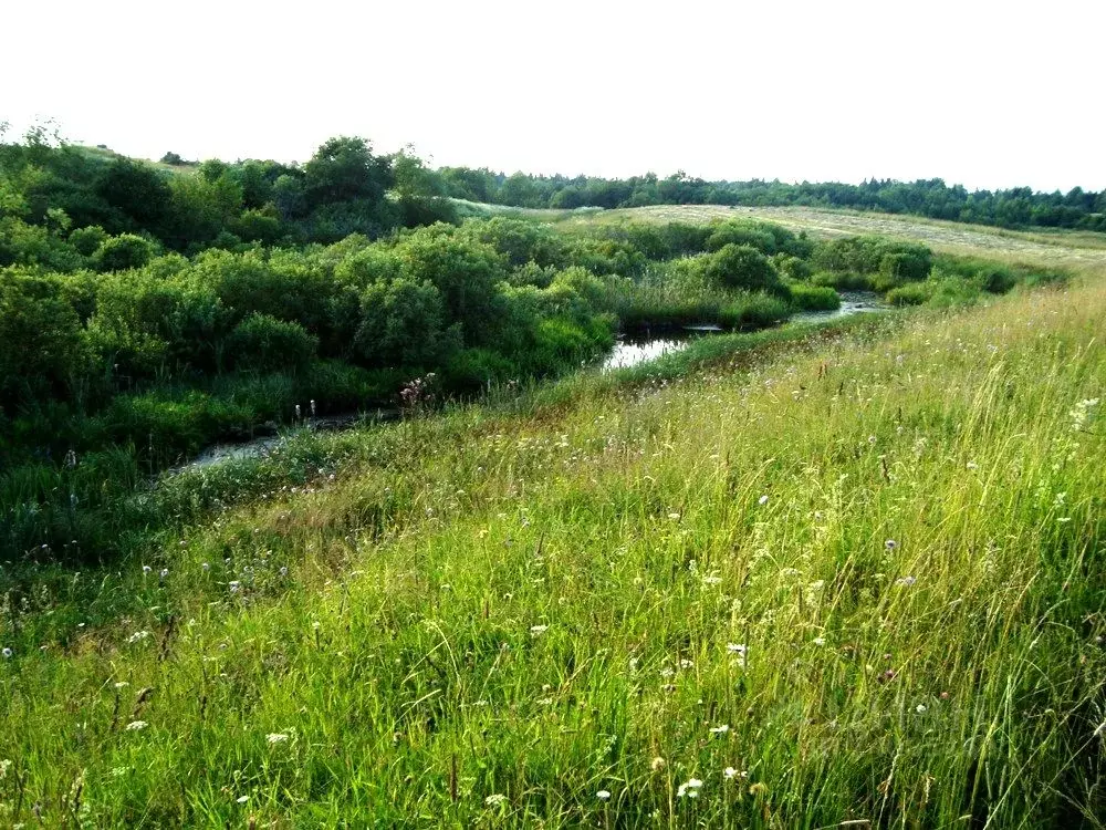 Участок в Тверская область, Торопецкий район, д. Нишевицы  (3.2 сот.) - Фото 1