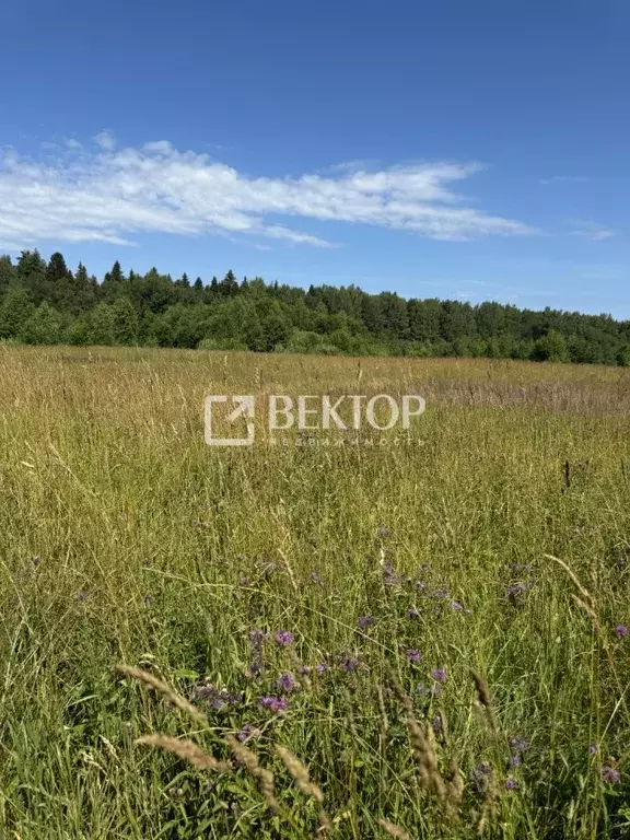 Участок в Костромская область, Красносельский район, Чапаевское с/пос, ... - Фото 2