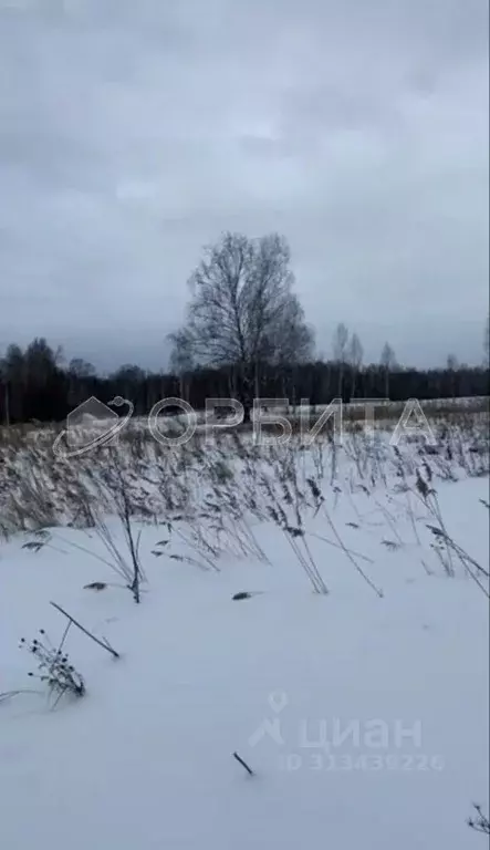 Участок в Тюменская область, Нижнетавдинский район, с. Велижаны ... - Фото 1