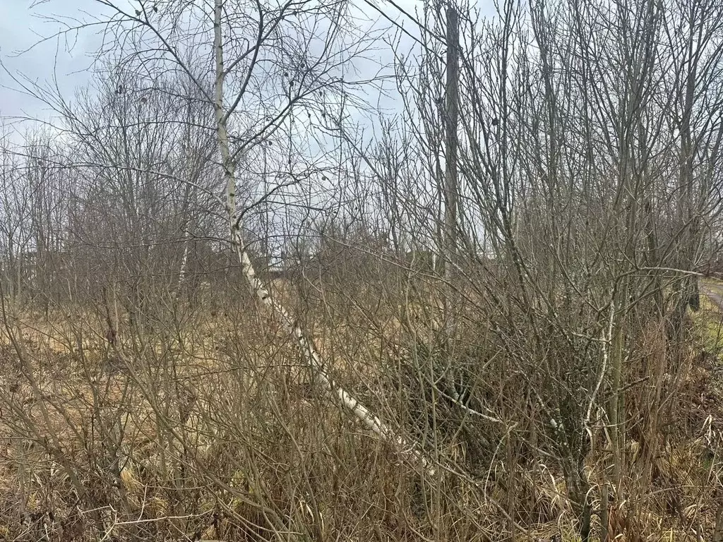 Участок в Московская область, Рузский муниципальный округ, д. Шелковка ... - Фото 1