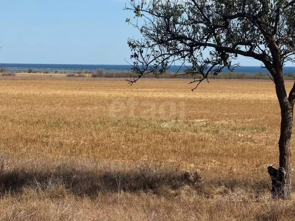 Участок в Крым, Черноморский район, Окуневское с/пос, с. Знаменское  ... - Фото 2