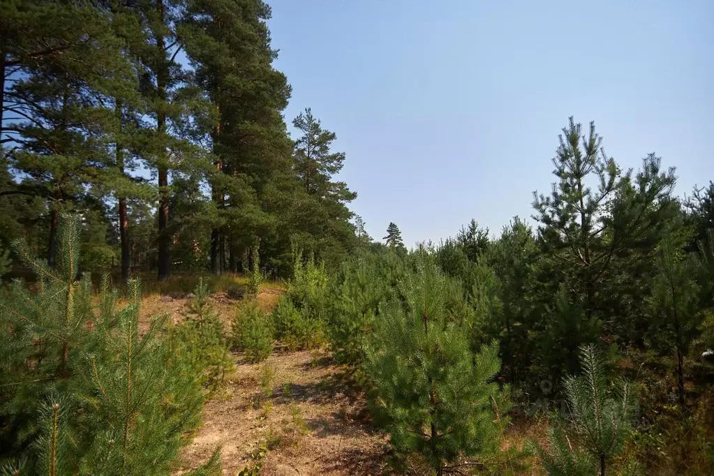 Участок в Ленинградская область, Выборгский район, Первомайское с/пос, ... - Фото 1
