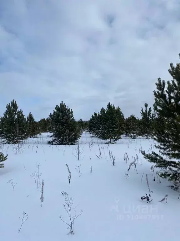 Участок в Тюменская область, Тюменский район, с. Горьковка Сибирская ... - Фото 0