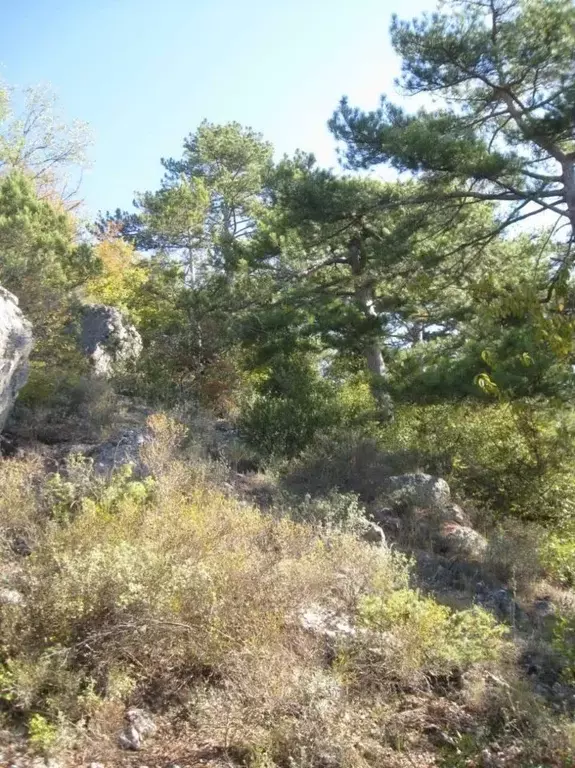 Участок в Крым, Ялта муниципальный округ, Восход пгт ул. Наташинская, ... - Фото 1