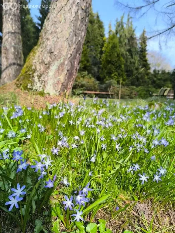 Участок в Калининградская область, Гурьевский муниципальный округ, ... - Фото 1