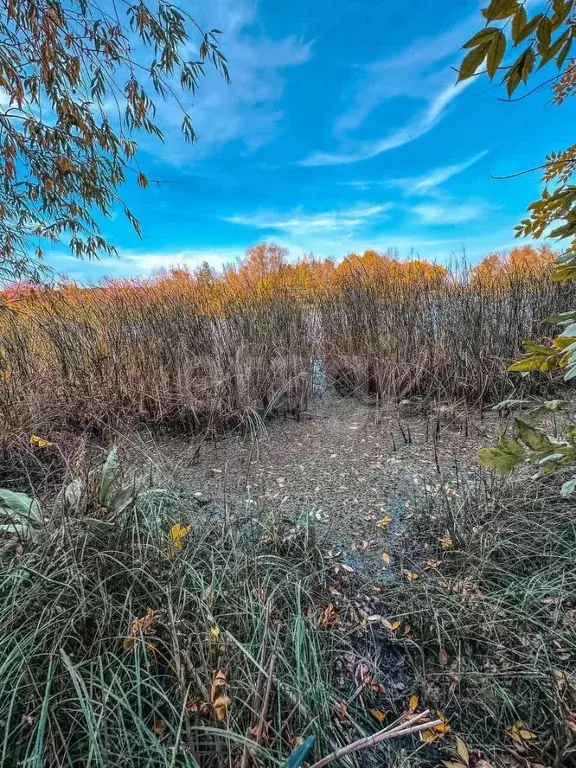 Участок в Саратовская область, Воскресенский район, Елшанское ... - Фото 1