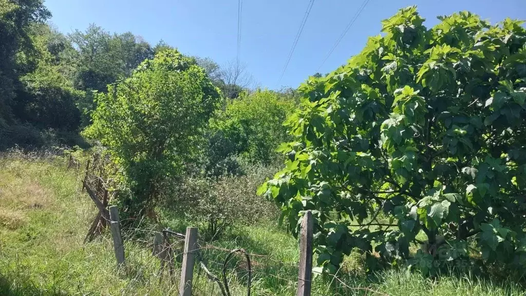 Участок в Краснодарский край, Сочи городской округ, с. Верхнее Буу ул. ... - Фото 0