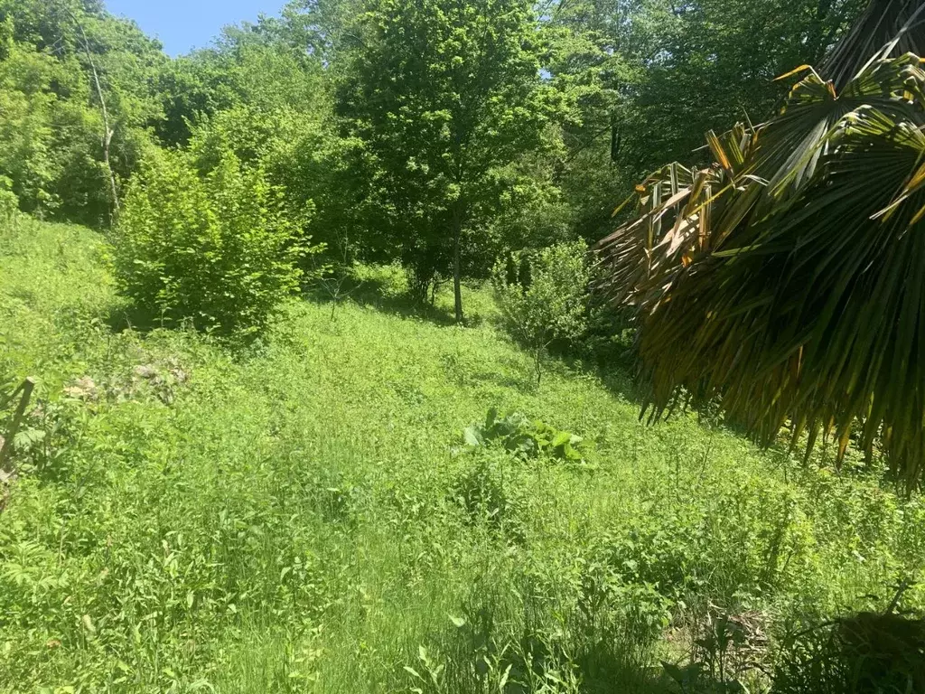 Участок в Краснодарский край, Сочи городской округ, с. Ордынка ул. ... - Фото 1