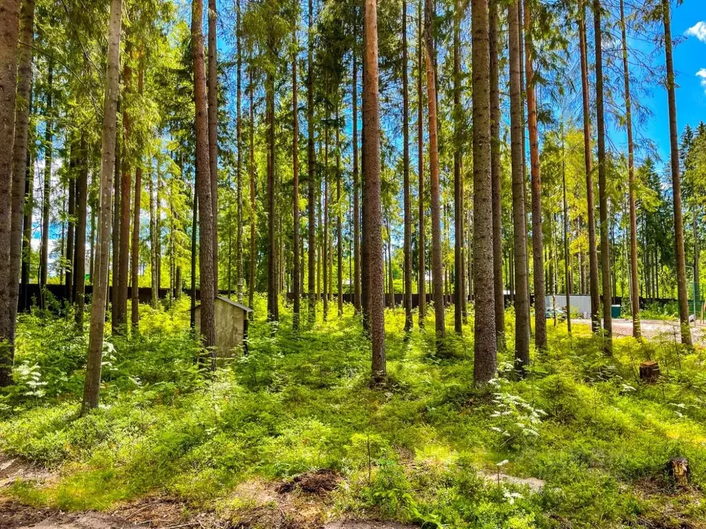 Купить Участок В Сосновом Лесу Ленинградской Области