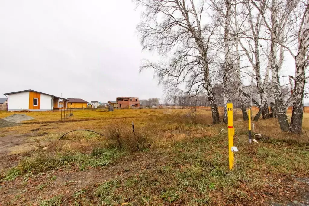 Участок в Новосибирская область, Новосибирский район, Сибирские ... - Фото 1