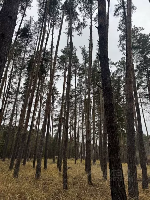 Дом в Тамбовская область, Тамбовский муниципальный округ, Боровичок ... - Фото 2