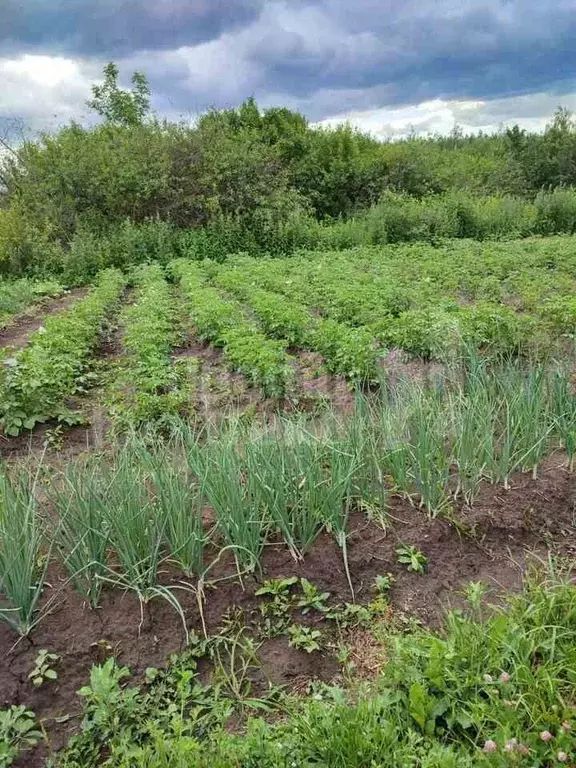 Участок в Нижегородская область, Большемурашкинский муниципальный ... - Фото 1