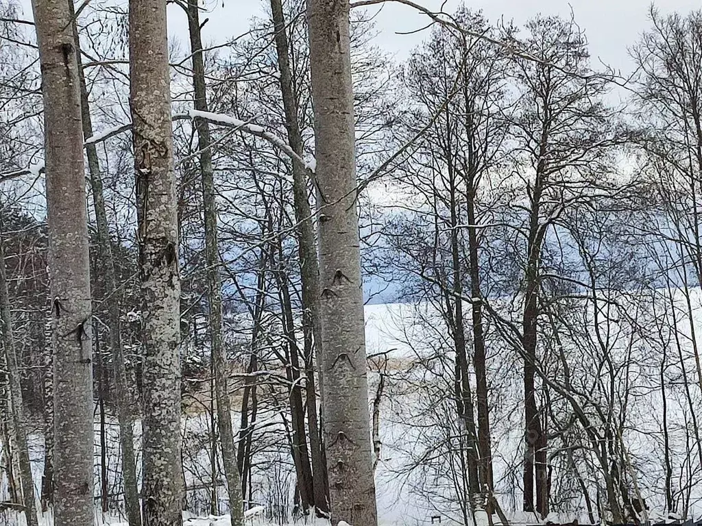 Участок, 12 сот., поселения (ижс) - Фото 1