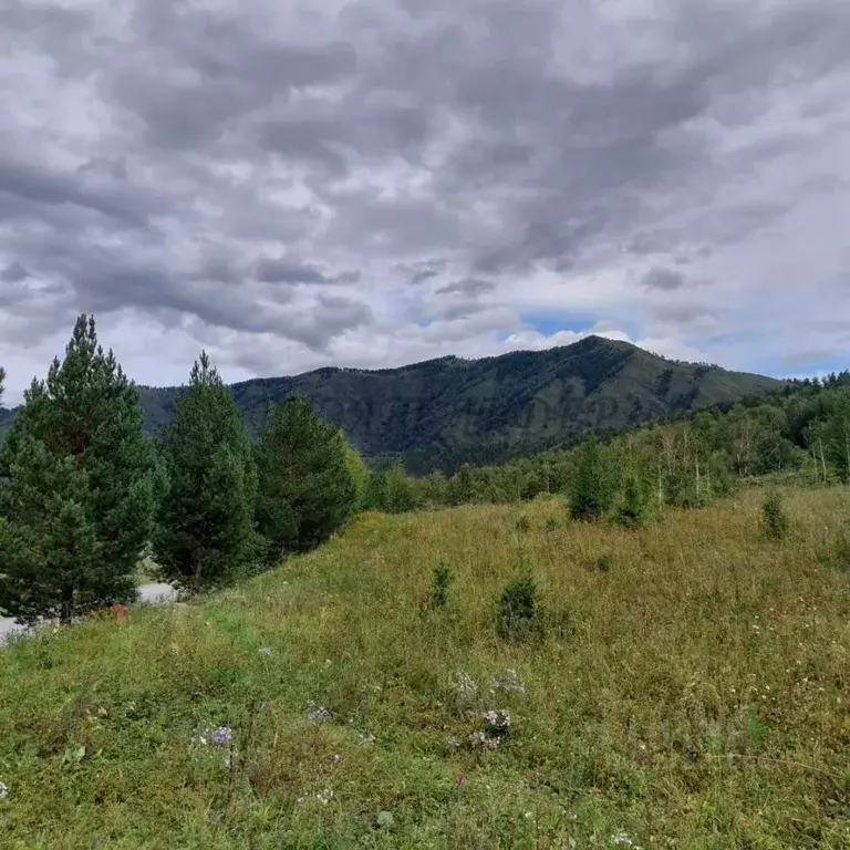 Участок в Алтай, Чемальский район, с. Чемал  (170.0 сот.) - Фото 2
