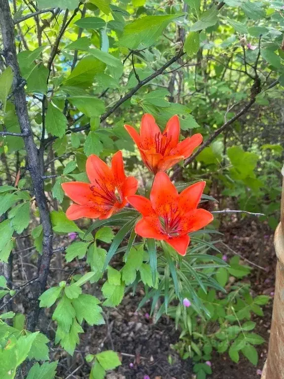 Участок в Саха (Якутия), Якутск ш. Хатынг-Юряхское (19.46 сот.) - Фото 2