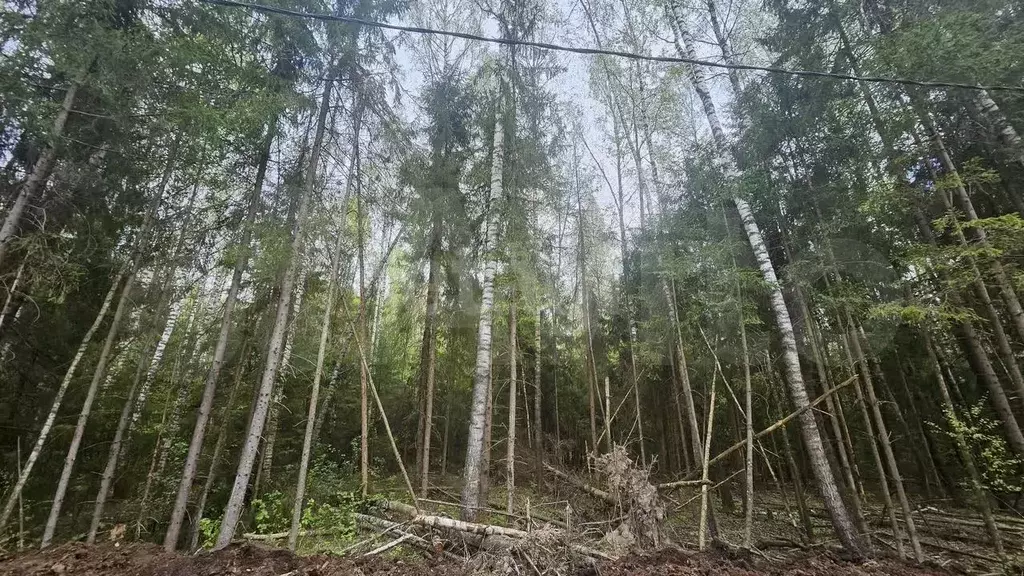 Участок 8,9 сот. (СНТ, ДНП) - Фото 1