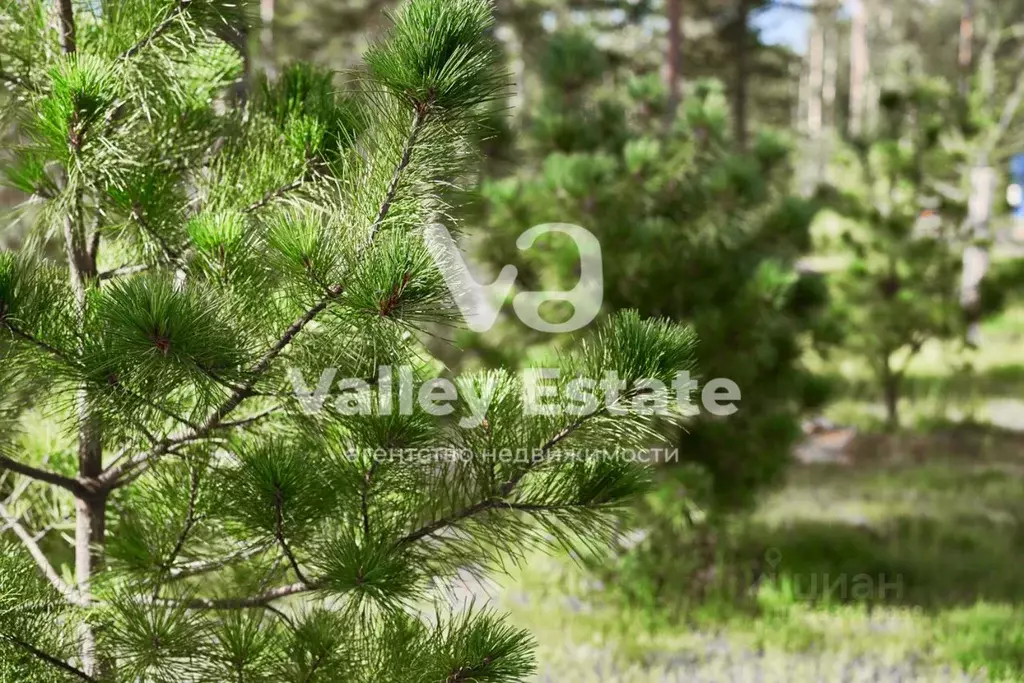 Участок в Ленинградская область, Выборгский район, Первомайское с/пос, ... - Фото 2