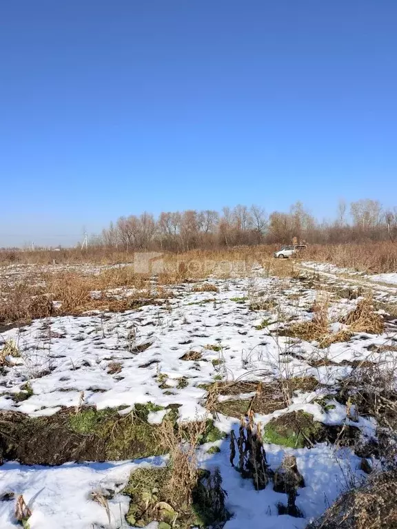 Участок в Новосибирская область, Новосибирский район, с. Криводановка, ... - Фото 1