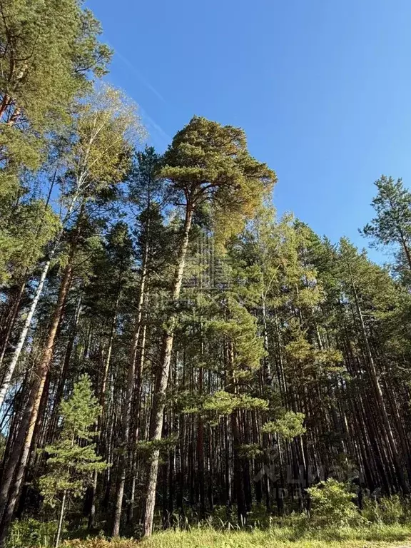 Участок в Владимирская область, Собинский муниципальный округ, с. ... - Фото 1