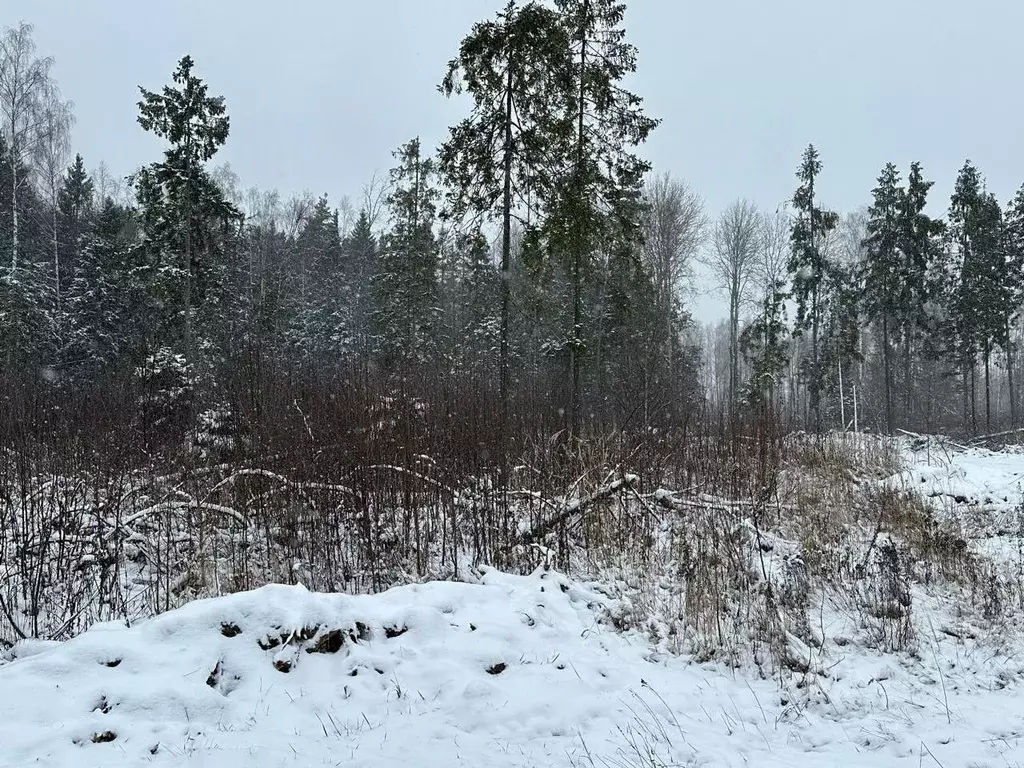 Участок в Московская область, Пушкинский городской округ, д. Могильцы  ... - Фото 0