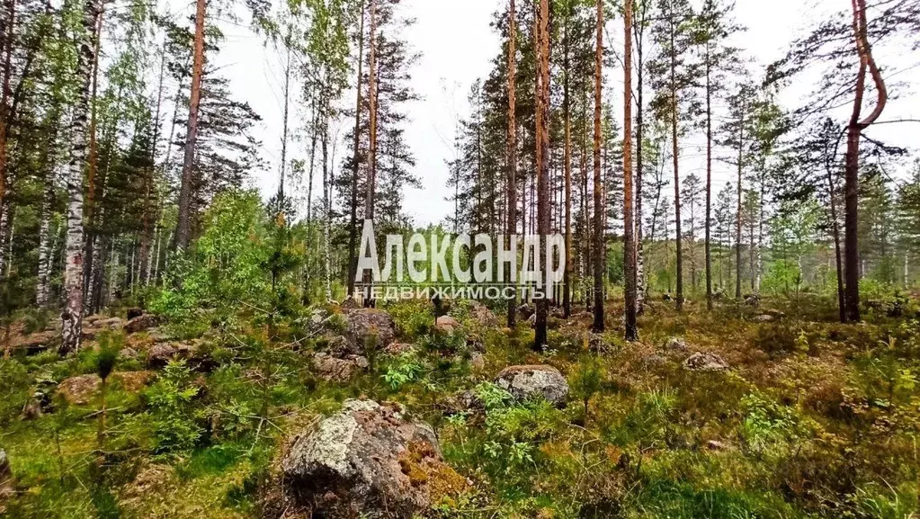 Участок в Ленинградская область, Выборгский район, Рощинское городское ... - Фото 0