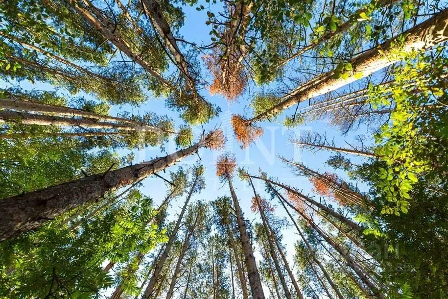 Участок в Московская область, Одинцовский городской округ, пос. ... - Фото 2