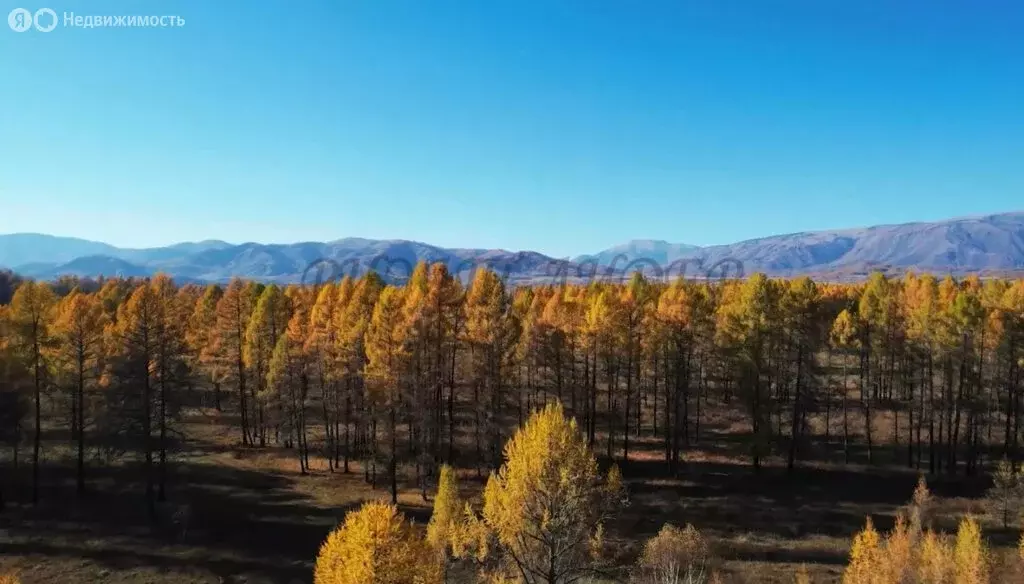Участок в Усть-Коксинский район, село Усть-Кокса (8 м) - Фото 2