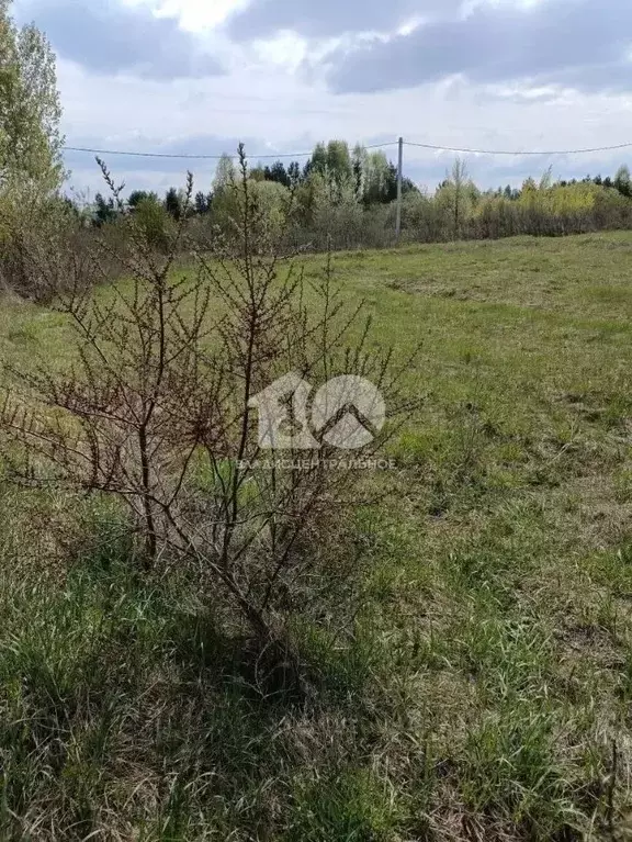 Участок в Новосибирская область, Колыванский район, Эталон СТ  (10.0 ... - Фото 2