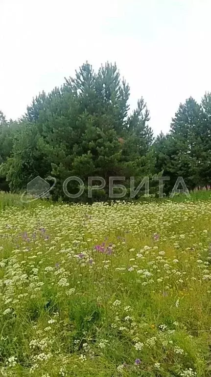 Участок в Нижнетавдинский район, село Андрюшино (20 м) - Фото 0