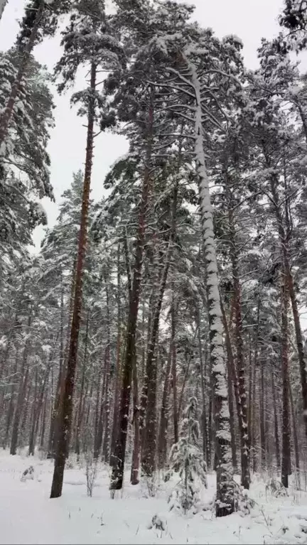 Участок в Московская область, Можайский муниципальный округ, Форест ... - Фото 2