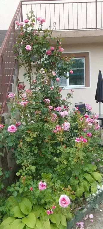 Комната Краснодарский край, Анапа муниципальный округ, пос. Пятихатки ... - Фото 1