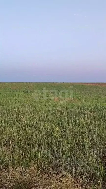 Участок в Крым, Сакский район, Ромашкинское с/пос, с. Колоски  (387.47 ... - Фото 1