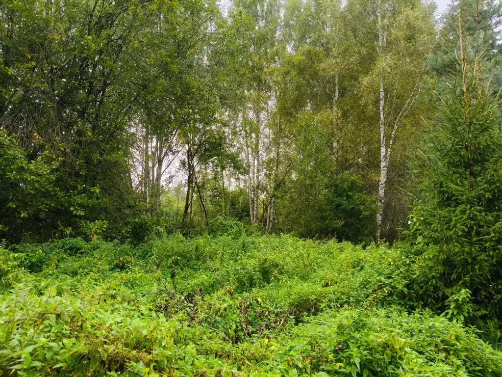 Участок в Московская область, Талдомский городской округ, д. ... - Фото 1