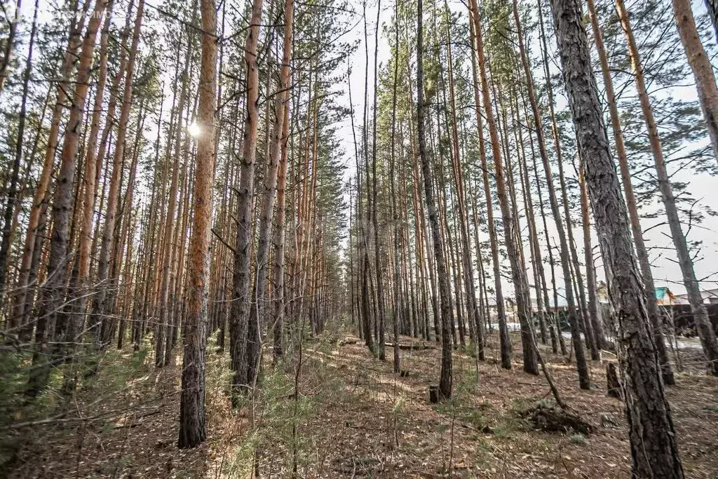 Участок в Бердск, СНТ Вега-3 (4.03 м) - Фото 1