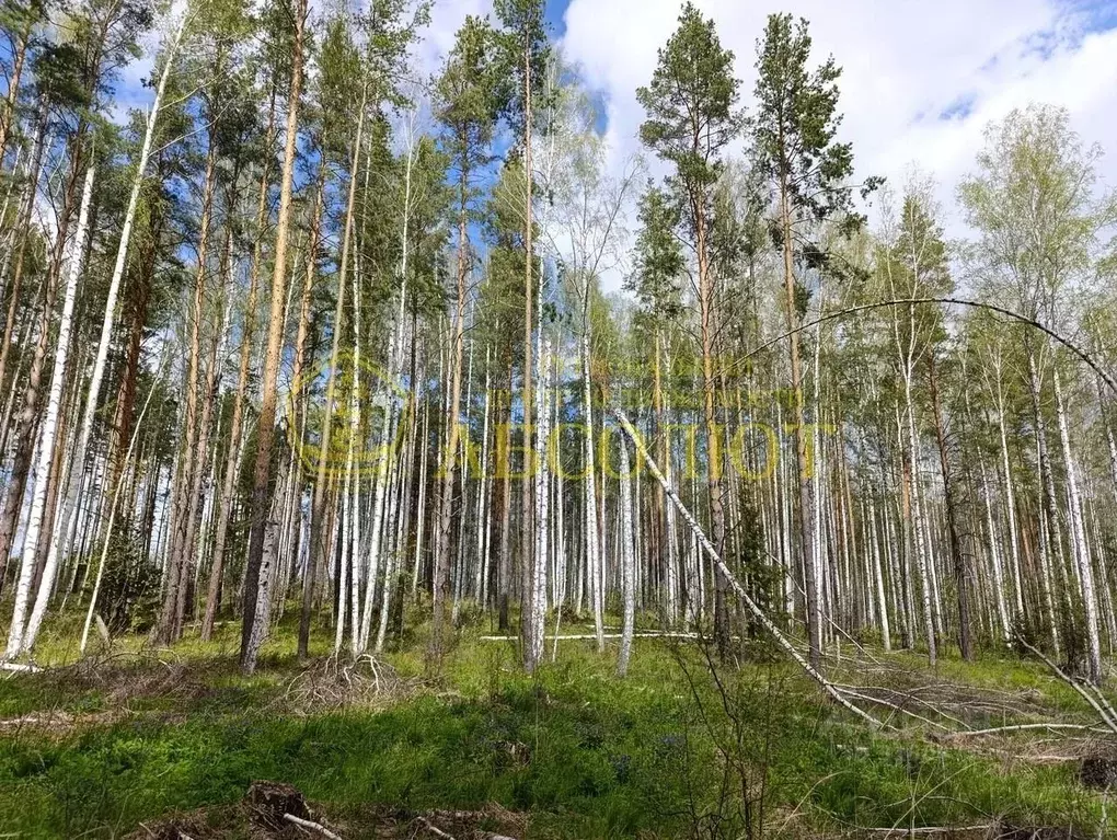 Участок в Свердловская область, Ревда муниципальный округ, с. ... - Фото 1