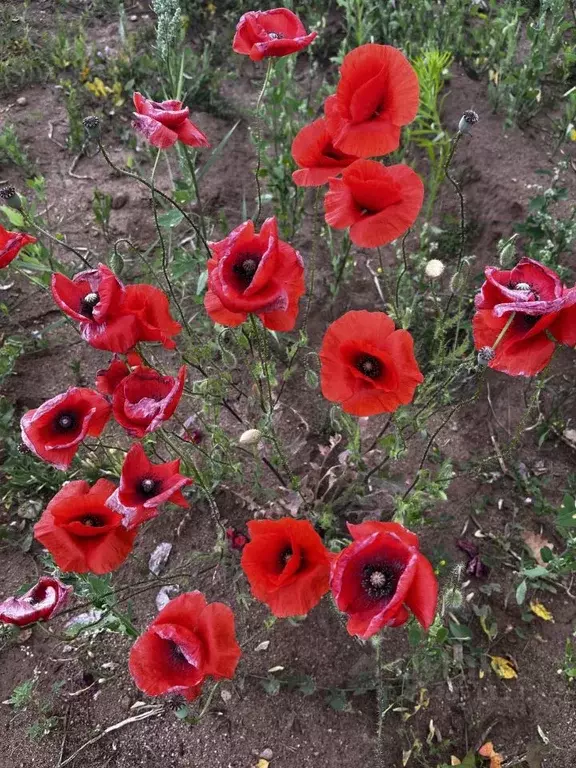 Участок в Новгородская область, Боровичи Раздолье мкр,  (8.0 сот.) - Фото 1