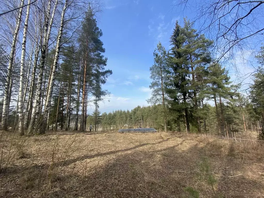 Участок в Ленинградская область, Всеволожский район, Бугровское ... - Фото 1